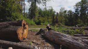 Best Tree Trimming and Pruning  in Buchanan, VA