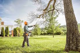 Best Lawn Disease Treatment  in Buchanan, VA