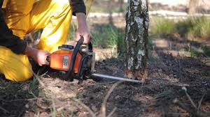 Trusted Buchanan, VA Tree Services Experts