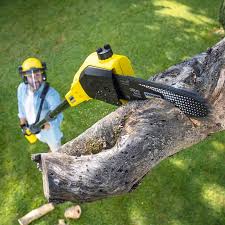 Best Hedge Trimming  in Buchanan, VA