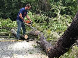 Best Leaf Removal  in Buchanan, VA