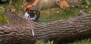 Best Commercial Tree Services  in Buchanan, VA