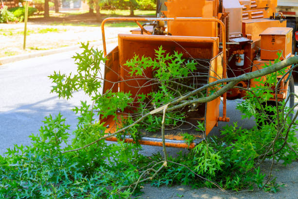 Best Grass Overseeding  in Buchanan, VA