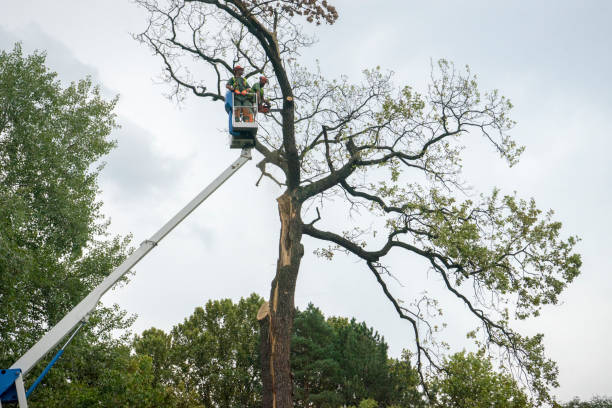 Best Tree Maintenance Programs  in Buchanan, VA