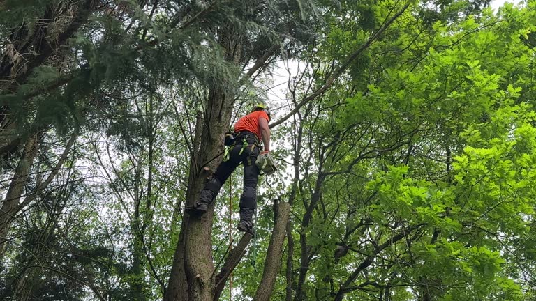 How Our Tree Care Process Works  in  Buchanan, VA