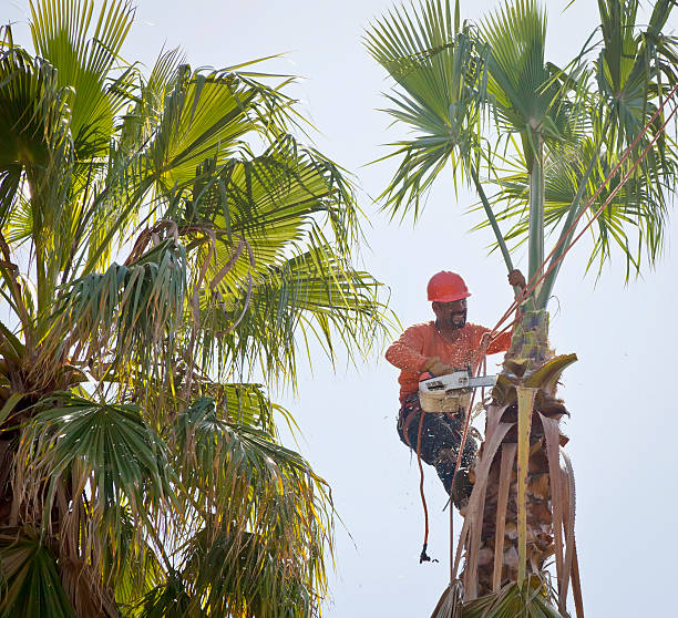 Best Tree Health Inspection  in Buchanan, VA