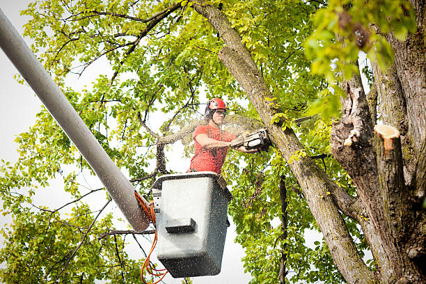 Best Tree Fertilization  in Buchanan, VA
