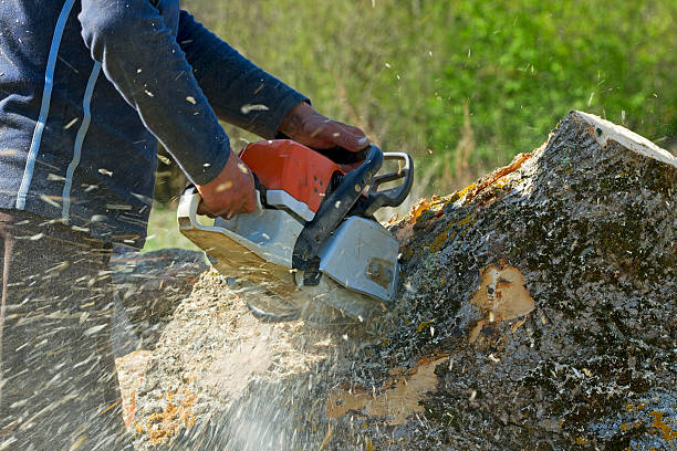 Best Tree Risk Assessment  in Buchanan, VA